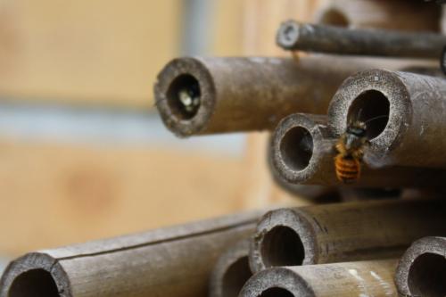 Osmia cornuta